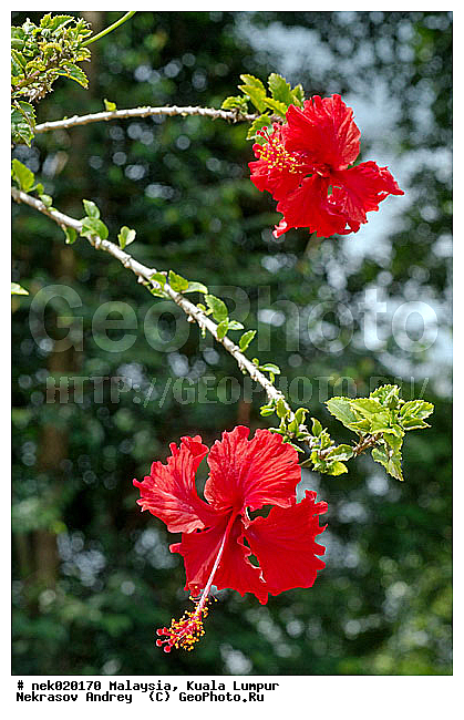 Gossypium, Hibiscus, Hibiscus rosa-sinensis, Hibiscus sabdariffa, Malvaceae, ���������, ����, ������, ��������, ���������, ����������, ����� ������, ������������, ������������, ��������, ���������, �������������, ���������������, ��������, ��������, ����������� �����, ����������� ������, ������, �, ������, ������, �������, ���������, ���������, ���������, ���������, ���������, ���, ����, ������ ������, ��������� ����, ������������, ���������, ����������, ��, ������, �����, ������, ����, �������, �����������, ��������, ��������, ���������, �������, ������, ������, �������, �����������, �����������, �����������, �����������, ������ � �����, �������������, �������������, �����, ������, �����