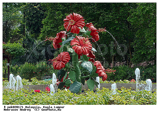 Hibiscus, Hibiscus rosa-sinensis, Hibiscus sabdariffa, ���������, ����, ������, ����������, ����� ������, ������������, ������������, ��������, ���������, �������������, ���������������, ��������, ������, �, �������, ���������, ���������, ���������, ���������, ������ ������, ��������� ����, ������������, ���������, ����������, ��, ������, �����, ������, �������, �����������, �������, ������, ������, �������, �����������, �����������, �����������, �����������, ������ � �����, �������������, �������������, �����
