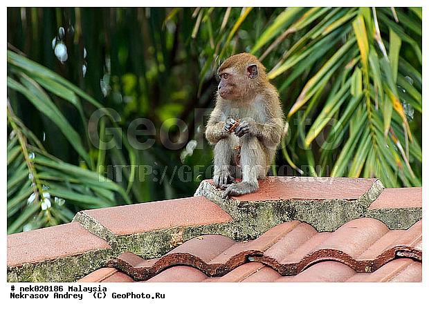 Anthropoidea, Cercopithecidae, Cercopithecinae, Euarchontoglires, Haplorhini, Macaca, Macaca fascicularis, Macacus, Primates, Primates Linnaeus, Simiae, haplorrhines, primatis, ��������, �������� ��������, ����� ������ , ������, ������������, ��������, �����������, �������������, ���������������, ������������, �����������, ������, �������, �������������, ���������, ��������� ��������, ������, ���������, ��������, �������� �����, ������, ���������, �����, ����� �������, ������������� �����, ������ ������, �����, ��������, ��������, ����������, ������, ������ �������, ������������, ������, ����������, ��������, ���������, ��������, �����, ������, �������, ���������, ���������, ���������, �����������, ������, ������, �������, �����������, �����������, �����������, �����������, ������ � �����, �������������, �������������, �����, ������, ������, ������������, ��������