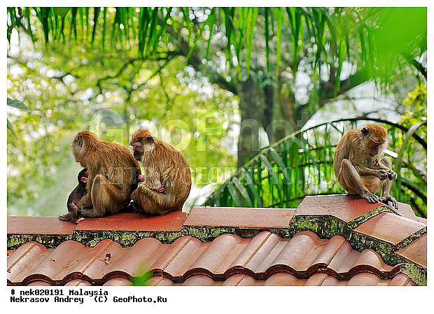 Anthropoidea, Cercopithecidae, Cercopithecinae, Euarchontoglires, Haplorhini, Macaca, Macaca fascicularis, Macacus, Primates, Primates Linnaeus, Simiae, haplorrhines, primatis, ��������, �������� ��������, ����� ������ , ������, ������������, ��������, �����������, �������������, ���������������, ������������, �����������, ������, �������, �������������, ���������, ��������� ��������, ������, ���������, ��������, �������� �����, ������, ������, ������, ���������, ���, ����, �����, ����� �������, ������������� �����, ������ ������, �����, ��������, ��������, ����������, ������, ������ �������, ������������, ������, ����������, ��������, ���������, ��������, �����, ������, ����, �������, ���������, ���������, ���������, �����������, ������, ������, �������, �����������, �����������, �����������, �����������, ������ � �����, �������������, �������������, �����, ������, ������, ������������, ��������