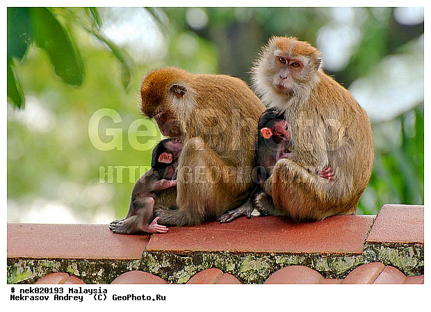 Anthropoidea, Cercopithecidae, Cercopithecinae, Euarchontoglires, Haplorhini, Macaca, Macaca fascicularis, Macacus, Primates, Primates Linnaeus, Simiae, haplorrhines, primatis, ��������, �������� ��������, ����� ������ , ������, ������������, ��������, �����������, �������������, ���������������, ������������, �����������, ������, �������, �������������, ���������, ��������� ��������, ������, ���������, ��������, �������� �����, ������, ������, ������, ���������, ���, ����, �����, ����� �������, ������������� �����, ������ ������, �����, ��������, ��������, ����������, ������, ������ �������, ������������, ������, ����������, ��������, ���������, ��������, �����, ������, ����, �������, ���������, ���������, ���������, �����������, ������, ������, �������, �����������, �����������, �����������, �����������, ������ � �����, �������������, �������������, �����, ������, ������, ������������, ��������