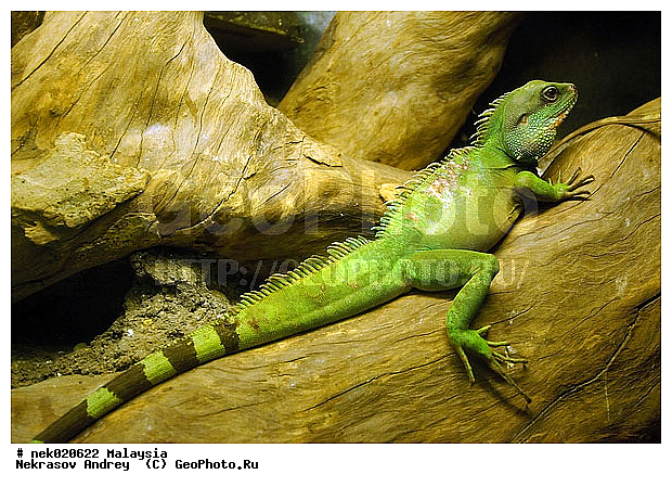 Lacertilia, Sauria, Squamata, ��������, �������� ��������, ������������, ��������, ��������������, ������, ��������, ����������, ����, �������, �������, ������, ���������, �����, ����� �������, ������ ������, �����, ��������, ��������, ����������, ������������, ������, ����������, �����, ������, �������, ���������, ���������, ���������, �����������, ��������, ��������, ������, ������, �������, �����������, �����������, �����������, �����������, ������ � �����, �������������, �������������, �����, ������, ������, ������������, ��������, �����