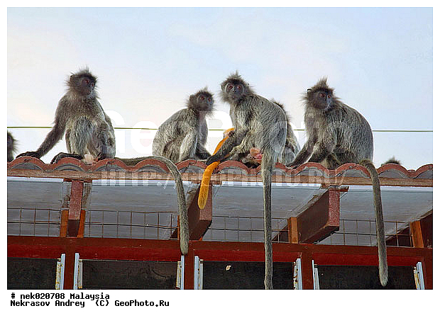 Anthropoidea, Cercopithecidae, Cercopithecinae, Euarchontoglires, Haplorhini, Macaca, Macacus, Primates, Primates Linnaeus, Simiae, haplorrhines, primatis, ��������, �������� �������� , ������, ������������, ��������, �����������, �������������, ���������������, ������������, �����������, ������, �������, �������������, ���������, ��������� ��������, ������, ���������, ��������, ������, ���������, �����, ����� �������, ������ ������, �����, ��������, ��������, ����������, ������, ������������, ������, ����������, ��������, ���������, ��������, �����, ������, �������, ���������, ���������, ���������, �����������, ������, ������, �������, �����������, �����������, �����������, �����������, ������ � �����, �������������, �������������, �����, ������, ������, ������������, ��������