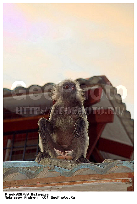 Cercopithecidae, Cercopithecinae, Macaca, Macacus, ��������, �������� �������� , ������, ������������, ��������, �����������, �������������, ���������������, ������������, �����������, �������, �������������, ���������, ������, ���������, ��������, ������, ���������, �����, ����� �������, ������ ������, �����, ��������, ��������, ����������, ������, ������������, ������, ����������, ��������, �����, ������, �������, ���������, ���������, ���������, �����������, ������, ������, �������, �����������, �����������, �����������, �����������, ������ � �����, �������������, �������������, �����, ������, ������, ������������, ��������