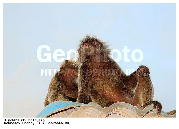 Anthropoidea, Cercopithecidae, Cercopithecinae, Euarchontoglires, Haplorhini, Macaca, Macacus, Primates, Primates Linnaeus, Simiae, haplorrhines, primatis, ��������, �������� �������� , ������, ������������, ��������, �����������, �������������, ���������������, ������������, �����������, ������, �������, �������������, ���������, ��������� ��������, ������, ���������, ��������, ������, ������, ������, ���������, ���, ����, �����, ����� �������, ������ ������, �����, ��������, ��������, ����������, ������, ������������, ������, ����������, ��������, ���������, ��������, �����, ������, ����, �������, ���������, ���������, ���������, �����������, ������, ������, �������, �����������, �����������, �����������, �����������, ������ � �����, �������������, �������������, �����, ������, ������, ������������, ��������, Presbytis cristata, ����������� ������, ���������� ��������, ��������, ��������, �������������, �������������, �����, �����, XYZ, ��������� ��������, ����������� ������, ������ �����������, ������������� ��������, ���������� ��������, Trachypithecus cristatus, Semnopithecus cristatus, Presbytis cristata, Semnopithecus rutledgii, Semnopithecus maurus, �����������, Cercopithecidae