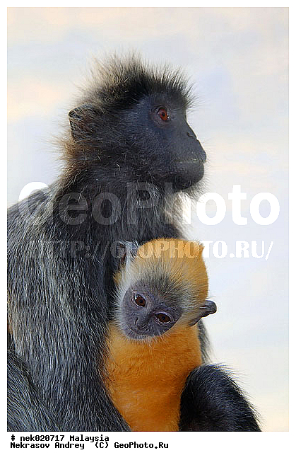 Anthropoidea, Cercopithecidae, Cercopithecinae, Euarchontoglires, Haplorhini, Macaca, Macacus, Primates, Primates Linnaeus, Simiae, haplorrhines, primatis, ��������, �������� �������� , ������, ������������, ��������, �����������, �������������, ���������������, ������������, �����������, ������, �������, �������������, ���������, ��������� ��������, ������, ���������, ��������, ������, ������, ������, ���������, ����, �����, ����� �������, ������ ������, �����, ��������, ��������, ����������, ������, ������������, ������, ����������, ��������, ���������, ��������, �����, ������, ����, �������, ���������, ���������, ���������, �����������, ������, ������, �������, �����������, �����������, �����������, �����������, ������ � �����, �������������, �������������, �����, ������, ������, ������������, ��������, Presbytis cristata, ����������� ������, ���������� ��������, ��������, ��������, �������������, �������������, �����, �����, XYZ, ��������� ��������, ����������� ������, ������ �����������, ������������� ��������, ���������� ��������, Trachypithecus cristatus, Semnopithecus cristatus, Presbytis cristata, Semnopithecus rutledgii, Semnopithecus maurus, �����������, Cercopithecidae