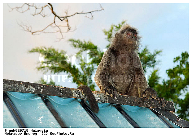 Anthropoidea, Cercopithecidae, Cercopithecinae, Euarchontoglires, Haplorhini, Macaca, Macacus, Primates, Primates Linnaeus, Simiae, haplorrhines, primatis, ��������, �������� �������� , ������, ������������, ��������, �����������, �������������, ���������������, ������������, �����������, ������, �������, �������������, ���������, ��������� ��������, ������, ���������, ��������, ������, ���������, �����, ����� �������, ������ ������, �����, ��������, ��������, ����������, ������, ������������, ������, ����������, ��������, ���������, ��������, �����, ������, �������, ���������, ���������, ���������, �����������, ������, ������, �������, �����������, �����������, �����������, �����������, ������ � �����, �������������, �������������, �����, ������, ������, ������������, ��������, Presbytis cristata, ����������� ������, ���������� ��������, ��������, ��������, �������������, �������������, �����, �����, XYZ, ��������� ��������, ����������� ������, ������ �����������, ������������� ��������, ���������� ��������, Trachypithecus cristatus, Semnopithecus cristatus, Presbytis cristata, Semnopithecus rutledgii, Semnopithecus maurus, �����������, Cercopithecidae
