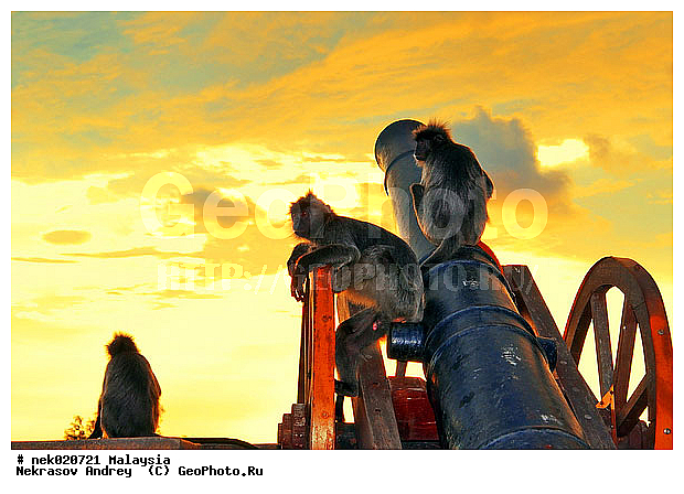 Anthropoidea, Cercopithecidae, Cercopithecinae, Euarchontoglires, Haplorhini, Macaca, Macacus, Primates, Primates Linnaeus, Simiae, haplorrhines, primatis, ��������, �������� �������� , ������, ������������, ��������, �����������, �������������, ���������������, ������������, �����������, ������, �������, �������������, ���������, ��������� ��������, ������, ���������, ��������, ������, ���������, �����, ����� �������, ������ ������, �����, ��������, ��������, ����������, ������, ������������, ������, ����������, ��������, ���������, ��������, �����, ������, �������, ���������, ���������, ���������, �����������, ������, ������, �������, �����������, �����������, �����������, �����������, ������ � �����, �������������, �������������, �����, ������, ������, ������������, ��������, Presbytis cristata, ����������� ������, ���������� ��������, ��������, ��������, �������������, �������������, �����, �����, XYZ, ��������� ��������, ����������� ������, ������ �����������, ������������� ��������, ���������� ��������, Trachypithecus cristatus, Semnopithecus cristatus, Presbytis cristata, Semnopithecus rutledgii, Semnopithecus maurus, �����������, Cercopithecidae