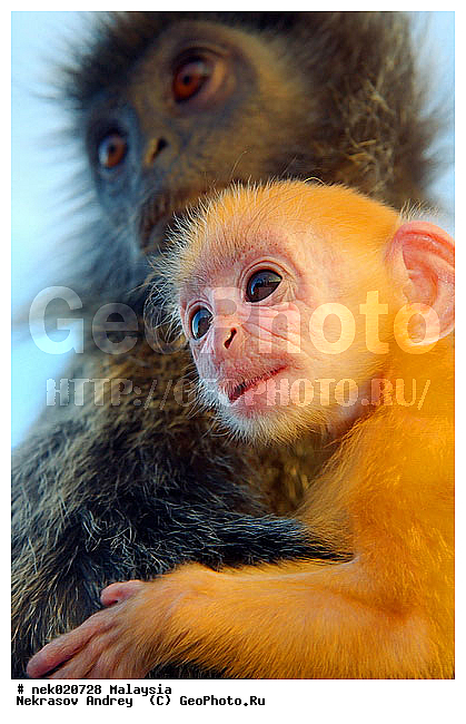 Anthropoidea, Cercopithecidae, Cercopithecinae, Euarchontoglires, Haplorhini, Macaca, Macacus, Primates, Primates Linnaeus, Simiae, haplorrhines, primatis, ��������, �������� �������� , ������, ������������, ��������, �����������, �������������, ���������������, ������������, �����������, ������, �������, �������������, ���������, ��������� ��������, ������, ���������, ��������, ������, ������, ������, ���������, ���, ����, �����, ����� �������, ������ ������, �����, ��������, ��������, ����������, ������, ������������, ������, ����������, ��������, ���������, ��������, �����, ������, ����, �������, ���������, ���������, ���������, �����������, ������, ������, �������, �����������, �����������, �����������, �����������, ������ � �����, �������������, �������������, �����, ������, ������, ������������, ��������, Presbytis cristata, ����������� ������, ���������� ��������, ��������, ��������, �������������, �������������, �����, �����, XYZ, ��������� ��������, ����������� ������, ������ �����������, ������������� ��������, ���������� ��������, Trachypithecus cristatus, Semnopithecus cristatus, Presbytis cristata, Semnopithecus rutledgii, Semnopithecus maurus, �����������, Cercopithecidae