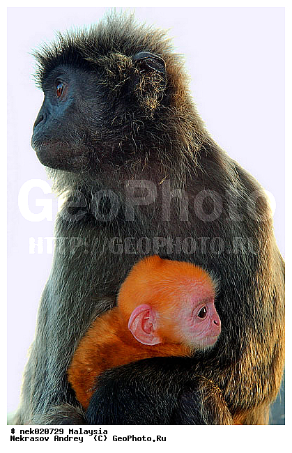 Anthropoidea, Cercopithecidae, Cercopithecinae, Euarchontoglires, Haplorhini, Macaca, Macacus, Primates, Primates Linnaeus, Simiae, haplorrhines, primatis, ��������, �������� �������� , ������, ������������, ��������, �����������, �������������, ���������������, ������������, �����������, ������, �������, �������������, ���������, ��������� ��������, ������, ���������, ��������, ������, ������, ������, ���������, ���, ����, �����, ����� �������, ������ ������, �����, ��������, ��������, ����������, ������, ������������, ������, ����������, ��������, ���������, ��������, �����, ������, ����, �������, ���������, ���������, ���������, �����������, ������, ������, �������, �����������, �����������, �����������, �����������, ������ � �����, �������������, �������������, �����, ������, ������, ������������, ��������, Presbytis cristata, ����������� ������, ���������� ��������, ��������, ��������, �������������, �������������, �����, �����, XYZ, ��������� ��������, ����������� ������, ������ �����������, ������������� ��������, ���������� ��������, Trachypithecus cristatus, Semnopithecus cristatus, Presbytis cristata, Semnopithecus rutledgii, Semnopithecus maurus, �����������, Cercopithecidae