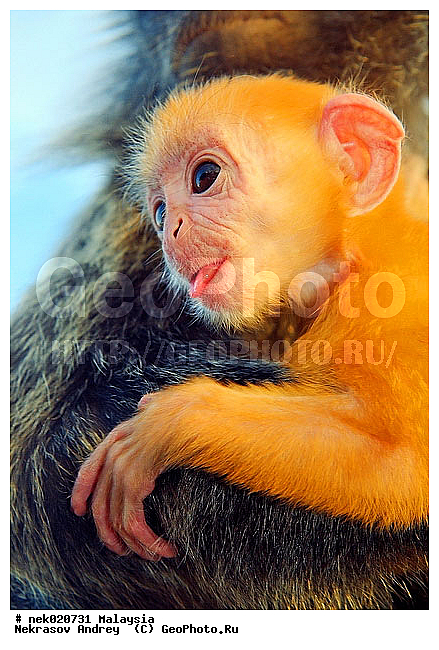 Anthropoidea, Cercopithecidae, Cercopithecinae, Euarchontoglires, Haplorhini, Macaca, Macacus, Primates, Primates Linnaeus, Simiae, haplorrhines, primatis, ��������, �������� �������� , ������, ������������, ��������, �����������, �������������, ���������������, ������������, �����������, ������, �������, �������������, ���������, ��������� ��������, ������, ���������, ��������, ������, ���������, �����, ����� �������, ������ ������, �����, ��������, ��������, ����������, ������, ������������, ������, ����������, ��������, ���������, ��������, �����, ������, �������, ���������, ���������, ���������, �����������, ������, ������, �������, �����������, �����������, �����������, �����������, ������ � �����, �������������, �������������, �����, ������, ������, ������������, ��������, Presbytis cristata, ����������� ������, ���������� ��������, ��������, ��������, �������������, �������������, �����, �����, XYZ, ��������� ��������, ����������� ������, ������ �����������, ������������� ��������, ���������� ��������, Trachypithecus cristatus, Semnopithecus cristatus, Presbytis cristata, Semnopithecus rutledgii, Semnopithecus maurus, �����������, Cercopithecidae