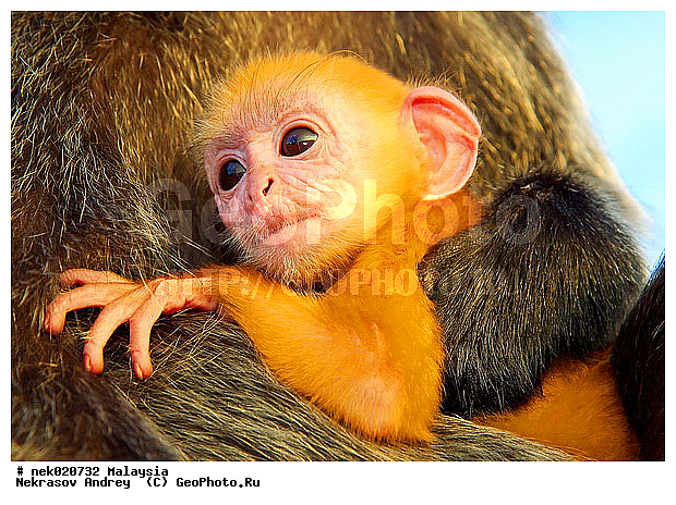 Anthropoidea, Cercopithecidae, Cercopithecinae, Euarchontoglires, Haplorhini, Macaca, Macacus, Primates, Primates Linnaeus, Simiae, haplorrhines, primatis, ��������, �������� �������� , ������, ������������, ��������, �����������, �������������, ���������������, ������������, �����������, ������, �������, �������������, ���������, ��������� ��������, ������, ���������, ��������, ������, ������, ���������, ����, �����, �����, ����� �������, ������ ������, �����, ��������, ��������, ����������, ������, ������, ������������, ������, ����������, ��������, ���������, ��������, �����, ������, �������, ���������, ���������, ���������, �����������, ��������, ������, ������, �������, �����������, �����������, �����������, �����������, ������ � �����, �������������, �������������, �����, ������, ������, ������������, ��������, Presbytis cristata, ����������� ������, ���������� ��������, ��������, ��������, �������������, �������������, �����, �����, XYZ, ��������� ��������, ����������� ������, ������ �����������, ������������� ��������, ���������� ��������, Trachypithecus cristatus, Semnopithecus cristatus, Presbytis cristata, Semnopithecus rutledgii, Semnopithecus maurus, �����������, Cercopithecidae