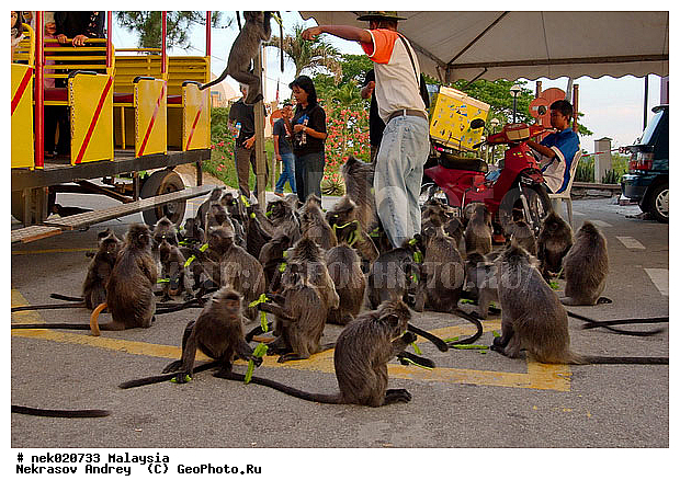 Anthropoidea, Cercopithecidae, Cercopithecinae, Euarchontoglires, Haplorhini, Macaca, Macacus, Primates, Primates Linnaeus, Simiae, haplorrhines, primatis, ��������, �������� �������� , ������, ������������, ��������, �����������, �������������, ���������������, ������������, �����������, ������, �������, �������������, ���������, ��������� ��������, ������, ���������, ��������, ������, ���������, �����, ����� �������, ������ ������, �����, ��������, ��������, ����������, ������, ������������, ������, ����������, ��������, ���������, ��������, �����, ������, �������, ���������, ���������, ���������, �����������, ������, ������, �������, �����������, �����������, �����������, �����������, ������ � �����, �������������, �������������, �����, ������, ������, ������������, ��������, Presbytis cristata, ����������� ������, ���������� ��������, ��������, ��������, �������������, �������������, �����, �����, XYZ, ��������� ��������, ����������� ������, ������ �����������, ������������� ��������, ���������� ��������, Trachypithecus cristatus, Semnopithecus cristatus, Presbytis cristata, Semnopithecus rutledgii, Semnopithecus maurus, �����������, Cercopithecidae