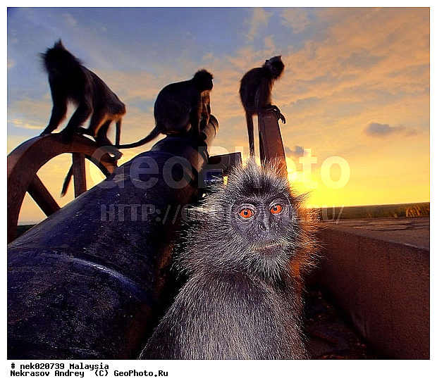 Anthropoidea, Cercopithecidae, Cercopithecinae, Euarchontoglires, Haplorhini, Macaca, Macacus, Primates, Primates Linnaeus, Simiae, haplorrhines, primatis, ��������, �������� �������� , ������, ������������, ��������, �����������, �������������, ���������������, ������������, �����������, ������, �������, �������������, ���������, ��������� ��������, ������, ���������, ��������, ������, ���������, �����, ����� �������, ������ ������, �����, ��������, ��������, ����������, ������, ������������, ������, ����������, ��������, ���������, ��������, �����, ������, �������, ���������, ���������, ���������, �����������, ������, ������, �������, �����������, �����������, �����������, �����������, ������ � �����, �������������, �������������, �����, ������, ������, ������������, ��������, Presbytis cristata, ����������� ������, ���������� ��������, ��������, ��������, �������������, �������������, �����, �����, XYZ, ��������� ��������, ����������� ������, ������ �����������, ������������� ��������, ���������� ��������, Trachypithecus cristatus, Semnopithecus cristatus, Presbytis cristata, Semnopithecus rutledgii, Semnopithecus maurus, �����������, Cercopithecidae