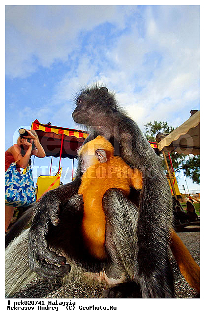 Anthropoidea, Cercopithecidae, Cercopithecinae, Euarchontoglires, Haplorhini, Macaca, Macacus, Primates, Primates Linnaeus, Simiae, haplorrhines, primatis, ��������, �������� �������� , ������, ������������, ��������, �����������, �������������, ���������������, ������������, �����������, ������, �������, �������������, ���������, ��������� ��������, ������, ���������, ��������, ������, ���������, �����, ����� �������, ������ ������, �����, ��������, ��������, ����������, ������, ������������, ������, ����������, ��������, ���������, ��������, �����, ������, �������, ���������, ���������, ���������, �����������, ������, ������, �������, �����������, �����������, �����������, �����������, ������ � �����, �������������, �������������, �����, ������, ������, ������������, ��������, Presbytis cristata, ����������� ������, ���������� ��������, ��������, ��������, �������������, �������������, �����, �����, XYZ, ��������� ��������, ����������� ������, ������ �����������, ������������� ��������, ���������� ��������, Trachypithecus cristatus, Semnopithecus cristatus, Presbytis cristata, Semnopithecus rutledgii, Semnopithecus maurus, �����������, Cercopithecidae