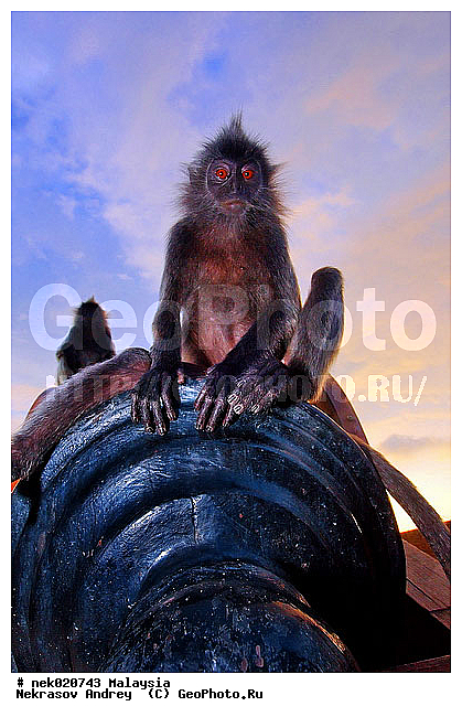 Anthropoidea, Cercopithecidae, Cercopithecinae, Euarchontoglires, Haplorhini, Macaca, Macacus, Primates, Primates Linnaeus, Simiae, haplorrhines, primatis, ��������, �������� �������� , ������, ������������, ��������, �����������, �������������, ���������������, ������������, �����������, ������, �������, �������������, ���������, ��������� ��������, ������, ���������, ��������, ������, ���������, �����, ����� �������, ������ ������, �����, ��������, ��������, ����������, ������, ������������, ������, ����������, ��������, ���������, ��������, �����, ������, �������, ���������, ���������, ���������, �����������, ������, ������, �������, �����������, �����������, �����������, �����������, ������ � �����, �������������, �������������, �����, ������, ������, ������������, ��������, Presbytis cristata, ����������� ������, ���������� ��������, ��������, ��������, �������������, �������������, �����, �����, XYZ, ��������� ��������, ����������� ������, ������ �����������, ������������� ��������, ���������� ��������, Trachypithecus cristatus, Semnopithecus cristatus, Presbytis cristata, Semnopithecus rutledgii, Semnopithecus maurus, �����������, Cercopithecidae