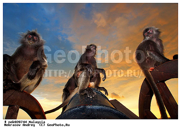 Anthropoidea, Cercopithecidae, Cercopithecinae, Euarchontoglires, Haplorhini, Macaca, Macacus, Primates, Primates Linnaeus, Simiae, haplorrhines, primatis, ��������, �������� �������� , ������, ������������, ��������, �����������, �������������, ���������������, ������������, �����������, ������, �������, �������������, ���������, ��������� ��������, ������, ���������, ��������, ������, ���������, �����, ����� �������, ������ ������, �����, ��������, ��������, ����������, ������, ������������, ������, ����������, ��������, ���������, ��������, �����, ������, �������, ���������, ���������, ���������, �����������, ������, ������, �������, �����������, �����������, �����������, �����������, ������ � �����, �������������, �������������, �����, ������, ������, ������������, ��������, Presbytis cristata, ����������� ������, ���������� ��������, ��������, ��������, �������������, �������������, �����, �����, XYZ, ��������� ��������, ����������� ������, ������ �����������, ������������� ��������, ���������� ��������, Trachypithecus cristatus, Semnopithecus cristatus, Presbytis cristata, Semnopithecus rutledgii, Semnopithecus maurus, �����������, Cercopithecidae