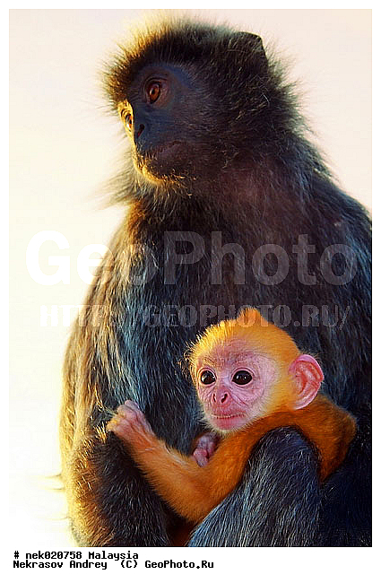 Anthropoidea, Cercopithecidae, Cercopithecinae, Euarchontoglires, Haplorhini, Macaca, Macacus, Primates, Primates Linnaeus, Simiae, haplorrhines, primatis, ��������, �������� �������� , ������, ������������, ��������, �����������, �������������, ���������������, ������������, �����������, ������, �������, �������������, ���������, ��������� ��������, ������, ���������, ��������, ������, ������, ������, ���������, ���, ����, �����, ����� �������, ������ ������, �����, ��������, ��������, ����������, ������, ������������, ������, ����������, ��������, ���������, ��������, �����, ������, ����, �������, ���������, ���������, ���������, �����������, ������, ������, �������, �����������, �����������, �����������, �����������, ������ � �����, �������������, �������������, �����, ������, ������, ������������, ��������, Presbytis cristata, ����������� ������, ���������� ��������, ��������, ��������, �������������, �������������, �����, �����, XYZ, ��������� ��������, ����������� ������, ������ �����������, ������������� ��������, ���������� ��������, Trachypithecus cristatus, Semnopithecus cristatus, Presbytis cristata, Semnopithecus rutledgii, Semnopithecus maurus, �����������, Cercopithecidae