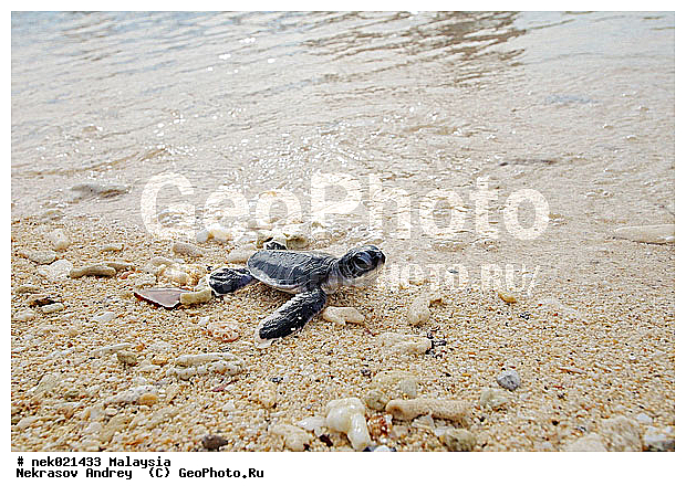 Chelonia, Chelonia mydas, Cheloniidae, Chelonioidea, Testudines, Testudines Linnaeus, ��������, ��������, ������� ��������, ��������� ���, �����������, ��������������, ��������, ��������, ��������, ����-��������� ����, �����������, ������, ��������, ����, ������, ������, ������, �����, ������, �������, ������, �������, ����� �������, ��������, ��������, ����� ����, ����, ����������, ����������, ����������, �������, ����, �������, ������� �����, �������, �������, ���������, ��������� ����, ���������, �����, ������������, ������������, ���������, ������ ������, ����������, ���������� ��� ����, ���, ���������, ��������� ����������, ���������, ���������, ���������, ��������� ����������, ���������, ��������� �����, ��� �����, ����������, ��������, ��������, �������, �������, �������, ����, ������� ��������, ��������, ��������, �������, �����������, �����������, �����������, ����-��������� ����, ������������� ����, �������������, �������������, Laut China Selatan, ������������� ����, ����� �����, �������������, �������������, �����������, ��������, ��������, ��������������, ��������������, ��������, ��������, XYZ, ������� ��������, Cheloniidae, ������ ��������, ������ ������� ��������, ������� ��������, ������� ������� ��������, ������� ��������, Chelonia mydas