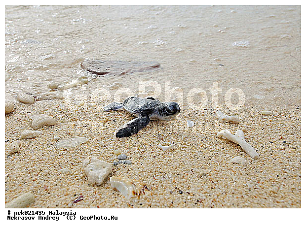 Chelonia, Chelonia mydas, Cheloniidae, Chelonioidea, Testudines, Testudines Linnaeus, ��������, ��������, ������� ��������, ��������� ���, �����������, ��������������, ��������, ��������, ��������, ����-��������� ����, �����������, ������, ��������, ����, ������, ������, ������, �����, ������, �������, ������, �������, ����� �������, ��������, ��������, ����� ����, ����, ����������, ����������, ����������, �������, ����, �������, ������� �����, �������, �������, ���������, ��������� ����, ���������, �����, ������������, ������������, ���������, ������ ������, ����������, ���������� ��� ����, ���, ���������, ��������� ����������, ���������, ���������, ���������, ��������� ����������, ���������, ��������� �����, ��� �����, ����������, ��������, ��������, �������, �������, �������, ����, ������� ��������, ��������, ��������, �������, �����������, �����������, �����������, ����-��������� ����, ������������� ����, �������������, �������������, Laut China Selatan, ������������� ����, ����� �����, �������������, �������������, �����������, ��������, ��������, ��������������, ��������������, ��������, ��������, XYZ, ������� ��������, Cheloniidae, ������ ��������, ������ ������� ��������, ������� ��������, ������� ������� ��������, ������� ��������, Chelonia mydas