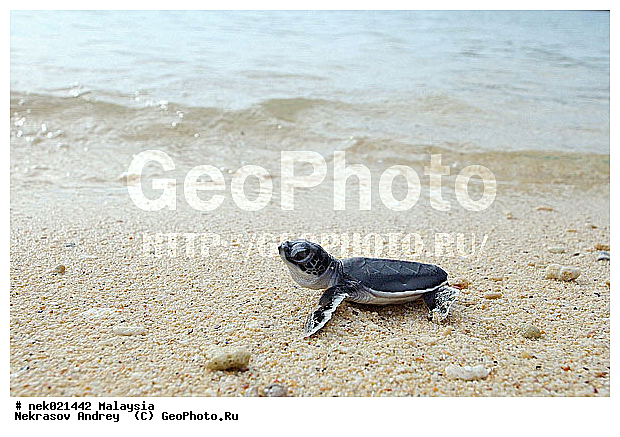 Chelonia, Chelonia mydas, Cheloniidae, Chelonioidea, Testudines, Testudines Linnaeus, ��������, ��������, ������� ��������, ��������� ���, �����������, ��������������, ��������, ��������, ��������, ����-��������� ����, �����������, ������, ��������, ����, ������, ������, ������, �����, ������, �������, ������, �������, ����� �������, ��������, ��������, ����� ����, ����, ����������, ����������, ����������, �������, ����, �������, ������� �����, �������, �������, ���������, ��������� ����, ���������, �����, ������������, ������������, ���������, ������ ������, ����������, ���������� ��� ����, ���, ���������, ��������� ����������, ���������, ���������, ���������, ��������� ����������, ���������, ��������� �����, ��� �����, ����������, ��������, ��������, �������, �������, �������, ����, ������� ��������, ��������, ��������, �������, �����������, �����������, �����������, ����-��������� ����, ������������� ����, �������������, �������������, Laut China Selatan, ������������� ����, ����� �����, �������������, �������������, �����������, ��������, ��������, ��������������, ��������������, ��������, ��������, XYZ, ������� ��������, Cheloniidae, ������ ��������, ������ ������� ��������, ������� ��������, ������� ������� ��������, ������� ��������, Chelonia mydas