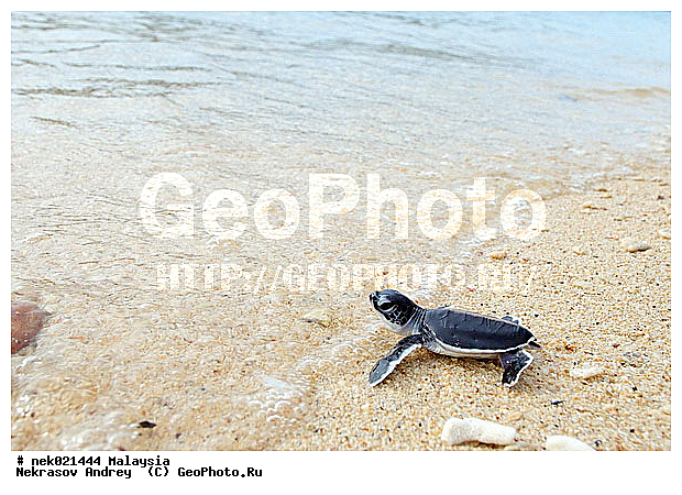 Chelonia, Chelonia mydas, Cheloniidae, Chelonioidea, Testudines, Testudines Linnaeus, ��������, ��������, ������� ��������, ��������� ���, �����������, ��������������, ��������, ��������, ��������, ����-��������� ����, �����������, ������, ��������, ����, ������, ������, �����, ������, �������, ������, �������, ����� �������, ��������, ��������, ����� ����, ����, ����������, ����������, ����������, �������, ����, �������, ������� �����, �������, �������, ���������, ��������� ����, ���������, �����, ������������, ������������, ���������, ������ ������, ����������, ���������� ��� ����, ���, ���������, ��������� ����������, ���������, ���������, ���������, ��������� ����������, ���������, ��������� �����, ��� �����, ��������, ����������, ��������, ��������, �������, �������, �������, ����, ������� ��������, ��������, ��������, �������, �����������, �����������, �����������, ����-��������� ����, ������������� ����, �������������, �������������, Laut China Selatan, ������������� ����, ����� �����, �������������, �������������, �����������, ��������, ��������, ��������������, ��������������, ��������, ��������, XYZ, ������� ��������, Cheloniidae, ������ ��������, ������ ������� ��������, ������� ��������, ������� ������� ��������, ������� ��������, Chelonia mydas