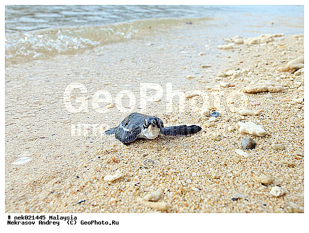 Chelonia, Chelonia mydas, Cheloniidae, Chelonioidea, Testudines, Testudines Linnaeus, ��������, ��������, ������� ��������, ����� �� ������ �������� ����, ��������� ���, �����������, ��������������, ��������, ��������, ��������, ����-��������� ����, �����������, ������, ��������, ����, ������, ������, ������, �����, ������, �������, ������, �������, ����� �������, ��������, ��������, ����� ����, ����, ����������, ����������, ����������, �������, ������, �������, ����, ����, �������, ������� �����, �������, �������, ���������, ��������� ����, ���������, �����, ������������, ������������, ���������, ������ ������, �����, �����, �������� �����, �������� ����, ����, �����, ����� ����, ����������, ���������� ��� ����, ���, ���������, ��������� ����������, ���������, ���������, ���������, ��������� ����������, ���������, ��������� �����, ��� �����, ����������, ��������, ��������, �������, �������, �������, ����, ������� ��������, ��������, ��������, �������, �����������, �����������, �����������, ����-��������� ����, ������������� ����, �������������, �������������, Laut China Selatan, ������������� ����, ����� �����, �������������, �������������, �����������, ��������, ��������, ��������������, ��������������, ��������, ��������, XYZ, ������� ��������, Cheloniidae, ������ ��������, ������ ������� ��������, ������� ��������, ������� ������� ��������, ������� ��������, Chelonia mydas