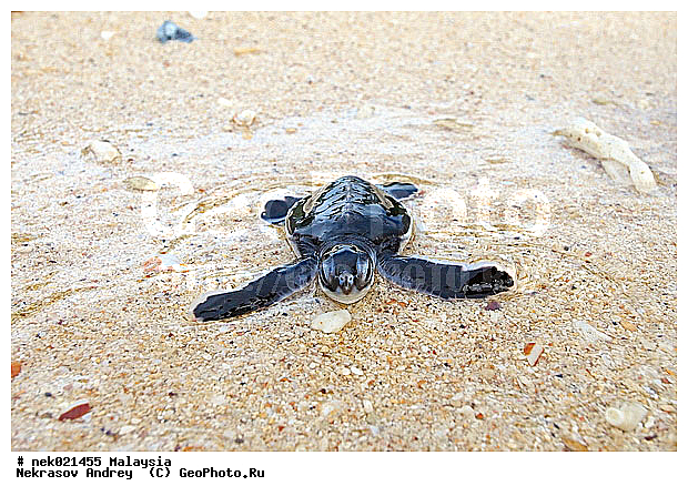 Chelonia, Chelonia mydas, Cheloniidae, Chelonioidea, Testudines, Testudines Linnaeus, ��������, ��������, ������� ��������, ����� �� ������ �������� ����, ��������� ���, �����������, ��������������, ��������, ��������, ��������, ����-��������� ����, �����������, ������, ��������, ����, ������, ������, �����, ������, �������, ������, �������, ����� �������, ��������, ��������, ����� ����, ����, ����������, ����������, ����������, �������, ������, �������, ����, ����, �������, ������� �����, �������, �������, ���������, ��������� ����, ���������, �����, ������������, ������������, ���������, ������ ������, �����, �����, �������� �����, �������� ����, ����, �����, ����� ����, ����������, ���������� ��� ����, ���, ���������, ��������� ����������, ���������, ���������, ���������, ��������� ����������, ���������, ��������� �����, ��� �����, ��������, ����������, ��������, ��������, �������, �������, �������, ����, ������� ��������, ��������, ��������, �������, �����������, �����������, �����������, ����-��������� ����, ������������� ����, �������������, �������������, Laut China Selatan, ������������� ����, ����� �����, �������������, �������������, �����������, ��������, ��������, ��������������, ��������������, ��������, ��������, XYZ, ������� ��������, Cheloniidae, ������ ��������, ������ ������� ��������, ������� ��������, ������� ������� ��������, ������� ��������, Chelonia mydas