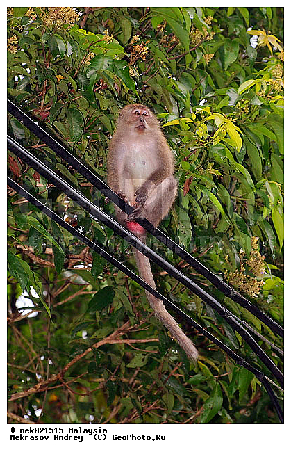 Anthropoidea, Cercopithecidae, Cercopithecinae, Euarchontoglires, Haplorhini, Macaca, Macaca fascicularis , Macacus, Primates, Primates Linnaeus, Simiae, haplorrhines, primatis, ��������, �������� ��������, ������, ������������, ��������, �����������, �������������, ���������������, ������������, �����������, ������, �������, ������, �������������, ���������, ��������� ��������, ������, ���������, ��������, �������� �����, ������, ���������, �����, ����� �������, ������������� �����, ������ ������, �����, ��������, ��������, ����������, ������, ������ �������, ������������, ������, ����������, ��������, ���������, ��������, ������, ������ ������, �������, �����, ������, �������, ���������, ���������, ���������, �����������, ������, ������, �������, �����������, �����������, �����������, �����������, ������ � �����, �������������, �������������, �����, ������, ������, ������������, ��������