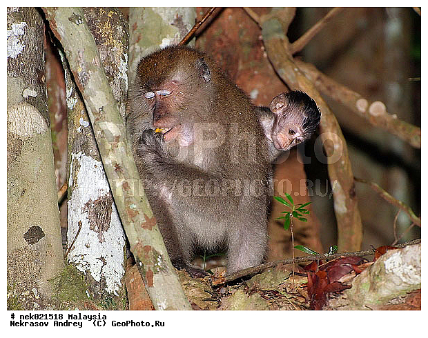 Anthropoidea, Cercopithecidae, Cercopithecinae, Euarchontoglires, Haplorhini, Macaca, Macaca fascicularis , Macacus, Primates, Primates Linnaeus, Simiae, haplorrhines, primatis, ��������, �������� ��������, ������, ������������, ��������, �����������, �������������, ���������������, ������������, �����������, ������, �������, ������, �������������, ���������, ��������� ��������, ������, ���������, ��������, �������� �����, ������, ������, ������, ���������, ���, ����, �����, ����� �������, ������������� �����, ������ ������, �����, ��������, ��������, ����������, ������, ������ �������, ������������, ������, ����������, ��������, ���������, ��������, ������, ������ ������, �������, �����, ������, ����, �������, ���������, ���������, ���������, �����������, ������, ������, �������, �����������, �����������, �����������, �����������, ������ � �����, �������������, �������������, �����, ������, ������, ������������, ��������