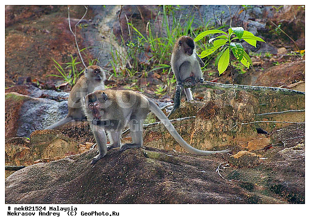 Anthropoidea, Cercopithecidae, Cercopithecinae, Euarchontoglires, Haplorhini, Macaca, Macaca fascicularis , Macacus, Primates, Primates Linnaeus, Simiae, haplorrhines, primatis, ��������, �������� ��������, ������, ������������, ��������, �����������, �������������, ���������������, ������������, �����������, ������, �������, ������, �������������, ���������, ��������� ��������, ������, ���������, ��������, �������� �����, ������, ���������, �����, ����� �������, ������������� �����, ������ ������, �����, ��������, ��������, ����������, ������, ������ �������, ������������, ������, ����������, ��������, ���������, ��������, ������, ������ ������, �������, �����, ������, �������, ���������, ���������, ���������, �����������, ������, ������, �������, �����������, �����������, �����������, �����������, ������ � �����, �������������, �������������, �����, ������, ������, ������������, ��������