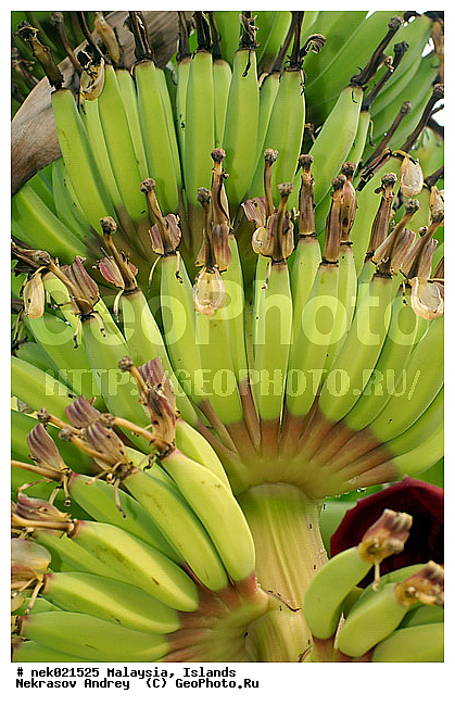 Musaceae, M�sa, paradisiaca, �����, ���������, ������, �������������, ��������, �����������, ���������������, ��������, ������, ����-��������� ����, ���������, ������ ������, ����, ������, ������, ������ ������, �������, �����, ����, �������, �����������, �������, ������, ������, ����������� �����, ����������� ����, ������ � �����, �����, ������ ��������, �����, ���������� ��������, ������� ��������, ������� ��������, �������������������� ��������, ���������� ��������, ������������, ������������, �����, ������, ����, �����, XYZ, ���������, Musaceae, ����� �������, �����, Musa x paradisiaca, Musa acuminata x Musa balbisiana