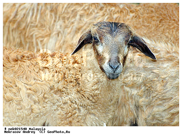 Animalia, Geografie, Lander, Malaysia, Malaysia animals , Natur, Nature, Ovis orientalis, Reisen, Tourismus, Travel, Traveling, Welt, andere Lander, autres pays, country, geografia, geographie, land, monde, mundo, m�ndo, naturaleza, other countries, otros paises, pais, pays, tourism, tourisme, turismo, viajes, voyages, wildlife, world, ������, �������� ����, �������, ��������, �����, ������������, ��������, �������������, ����, �������������, ������������, �����������, ���������, ������, ��������, �����, �������, ������, �����, �����, ��������, ��������, ����������, ������������, ����������, ������, ������ ������, �������, �����, ������, ���������, ���������, ���������, �������, �����������, �����������, �����������, �����������, �������������, �������������, �����, ������, ������, ������������, ��������