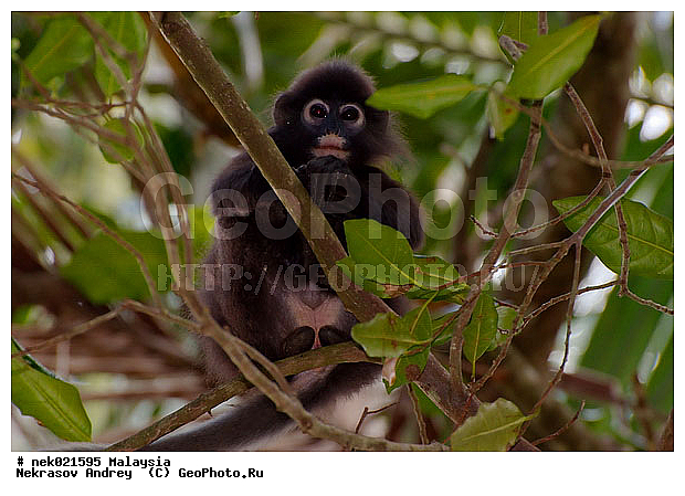 Animalia, Anthropoidea, Cercopithecidae, Cercopithecinae, Chordata, Colobinae, Euarchontoglires, Haplorhini, Macaca, Macaca fascicularis , Macacus, Mammalia, Presbytis, Presbytis entellus, Primates, Primates Linnaeus, Simiae, haplorrhines, lungoor, primatis, ��������, �������� ��������, ������, �������, ������������, ��������, ��������, �����������, �������������, ���������������, ����������, ������������, �����������, ������, �������, ������, �������������, ���������, ��������� ��������, ������, ���������, ��������, ������, ���������, �����, ����� �������, ������ ������, �����, ��������, ��������, ����������, ������������, ������, ����������, ��������, ���������, ��������, ������, ������ ����������, ������ ������, �������, �����, ������, �������, ���������, ���������, ���������, �����������, ������, ������, �������, �����������, �����������, �����������, �����������, ������ � �����, �������������, �������������, �����, ������, ������, ������������, ��������, ��������, ��������, �������������, �������������, �����, �����, XYZ, �����������, Cercopithecidae, ������� ��������, Trachypithecus obscurus, Semnopithecus obscurus, Presbytis obscurus