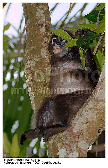 Animalia, Anthropoidea, Cercopithecidae, Cercopithecinae, Chordata, Colobinae, Euarchontoglires, Haplorhini, Macaca, Macaca fascicularis , Macacus, Mammalia, Presbytis, Presbytis entellus, Primates, Primates Linnaeus, Simiae, haplorrhines, lungoor, primatis, ��������, �������� ��������, ������, �������, ������, ������������, ��������, ��������, �����������, �������������, ���������������, ����������, ������������, �����������, ������, �������, ������, �������������, ���������, ��������� ��������, ������, ���������, ��������, �������� �����, ������, ���������, �����, ����� �������, ������������� �����, ������ ������, �����, ��������, ��������, ����������, ������, ������ �������, ������������, ������, ����������, ��������, ���������, ��������, ������, ������ ����������, ������ ������, �������, �����, ������, �������, ���������, ���������, ���������, �����������, ������, ������, �������, �����������, �����������, �����������, �����������, ������ � �����, �������������, �������������, �����, ������, ������, ������������, ��������, ��������, ��������, �������������, �������������, �����, �����, XYZ, �����������, Cercopithecidae, ������� ��������, Trachypithecus obscurus, Semnopithecus obscurus, Presbytis obscurus