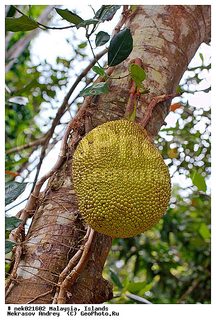 Artocarpus, Artocarpus heterophyllus, ����������, ����������, ��������, ��������, ����������, �����, ���������������, ��������, ���������, �������, ������, �������, ����-��������� ����, ���������, ���� �����, ������ ������, ����, ������, ������, ������ ����������, �������, �����, ����, �������, �����������, ������, ������, ����������� �����, ����������� ����, ������ � �����, �����, ������, ������ ��������, �����, ���������� ��������, ������� ��������, ������� ��������, �������������������� ��������, ���������� ��������, ������������, ������������, ����, �����, �����, �����, XYZ, �������, Moraceae, ��������, ��������� ������� ������, �����, ������, Artocarpus heterophyllus