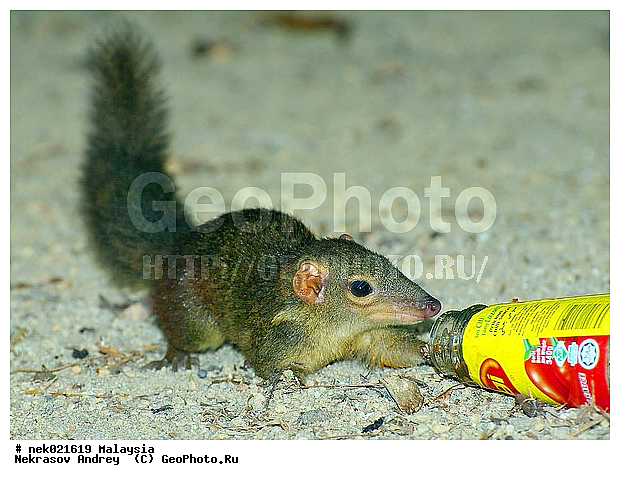 Animalia, Geografie, Lander, Malaysia, Malaysia animals , Natur, Nature, Reisen, Tourismus, Travel, Traveling, Welt, andere Lander, autres pays, country, geografia, geographie, land, monde, mundo, m�ndo, naturaleza, other countries, otros paises, pais, pays, tourism, tourisme, turismo, viajes, voyages, wildlife, world, ������������, ��������, ����������, ������, ������, �����, �����, ��������, ��������, ����������, ������������, ����������, ������, ������ ����������, ������ ������, �������, ������, ���������, ���������, ���������, �������, �����������, �����������, �����������, �����������, �������������, �������������, �����, ������, ������, ������������, ��������