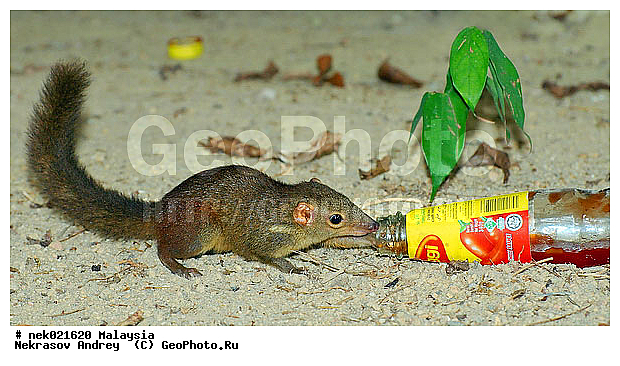 Animalia, Geografie, Lander, Malaysia, Malaysia animals , Natur, Nature, Reisen, Tourismus, Travel, Traveling, Welt, andere Lander, autres pays, country, geografia, geographie, land, monde, mundo, m�ndo, naturaleza, other countries, otros paises, pais, pays, tourism, tourisme, turismo, viajes, voyages, wildlife, world, ������������, ��������, ����������, ������, ������, �����, �����, ��������, ��������, ����������, ������������, ����������, ������, ������ ����������, ������ ������, �������, ������, ���������, ���������, ���������, �������, �����������, �����������, �����������, �����������, �������������, �������������, �����, ������, ������, ������������, ��������