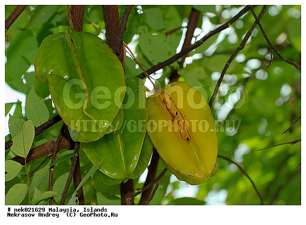 Averrhoa, Averrhoa carambola, ����������, ���������, ���������������, ���������, ��������, ����������, �����, ���������������, ��������, ������, ����-��������� ����, ���������, ������ ������, ���������, ����, ������, ������, ������ ����������, �������, �����, ����, �������, �����������, ��������, ��������, ���������, ������, ������, ����������� �����, ����������� ����, ������ � �����, �����, ������ ��������, �����, ���������� ��������, ������� ��������, ������� ��������, �������������������� ��������, ���������� ��������, ������������, ������������, ����, �����, �����, �����, XYZ, ���������, Oxalidaceae, ���������, Averrhoa carambola