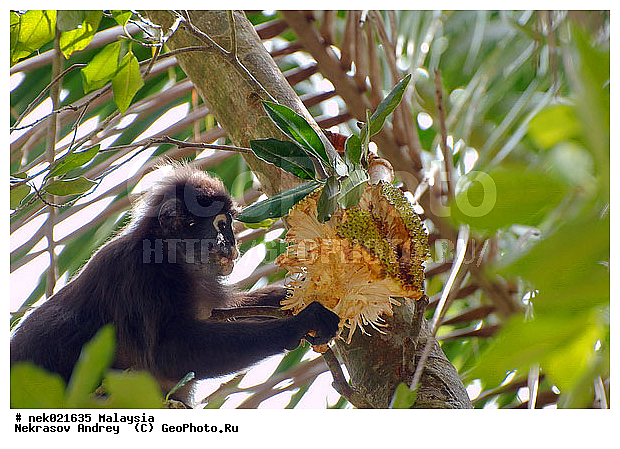 Animalia, Anthropoidea, Artocarpus, Artocarpus heterophyllus, Cercopithecidae, Cercopithecinae, Chordata, Colobinae, Euarchontoglires, Haplorhini, Macaca, Macaca , Macacus, Mammalia, Presbytis, Presbytis entellus, Primates, Primates Linnaeus, Simiae, haplorrhines, lungoor, primatis, ����������, ����������, ��������, ��������, �������� ��������, ������, �������, ������, ������������, ��������, ��������, �����������, �������������, ���������������, ����������, ������������, �����, �����������, ���������������, ������, �������, ��������, ���������, �������, �������������, ���������, ��������� ��������, ������, �������, ���������, ��������, ������, ���������, ���� �����, �����, ����� �������, ������ ������, �����, ��������, ��������, ����������, �����, ������, ������������, ������, ����������, ��������, ���������, ��������, ������, ������ ����������, �������, �����, ������, ����, �������, ���������, ���������, ���������, �����������, ������, ������, �������, �����������, �����������, ����������� �����, �����������, ����������� ����, �����������, ������ � �����, �������������, �������������, �����, ������, �����, ������, ������, ������������, ��������, ��������, ��������, �������������, �������������, �����, �����, XYZ, �����������, Cercopithecidae, ������� ��������, Trachypithecus obscurus, Semnopithecus obscurus, Presbytis obscurus