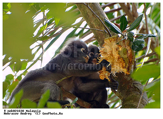 Animalia, Anthropoidea, Artocarpus, Artocarpus heterophyllus, Cercopithecidae, Cercopithecinae, Chordata, Colobinae, Euarchontoglires, Haplorhini, Macaca, Macaca , Macacus, Mammalia, Presbytis, Presbytis entellus, Primates, Primates Linnaeus, Simiae, haplorrhines, lungoor, primatis, ����������, ����������, ��������, ��������, �������� ��������, ������, �������, ������, ������������, ��������, ��������, �����������, �������������, ���������������, ����������, ������������, �����, �����������, ���������������, ������, �������, ��������, ���������, �������, �������������, ���������, ��������� ��������, ������, �������, ���������, ��������, ������, ������, ������, ���������, ���, ����, ���� �����, �����, ����� �������, ������ ������, �����, ��������, ��������, ����������, �����, ������, ������������, ������, ����������, ��������, ���������, ��������, ������, ������ ����������, �������, �����, ������, ����, ����, �������, ���������, ���������, ���������, �����������, ������, ������, �������, �����������, �����������, ����������� �����, �����������, ����������� ����, �����������, ������ � �����, �������������, �������������, �����, ������, �����, ������, ������, ������������, ��������, ��������, ��������, �������������, �������������, �����, �����, XYZ, �����������, Cercopithecidae, ������� ��������, Trachypithecus obscurus, Semnopithecus obscurus, Presbytis obscurus