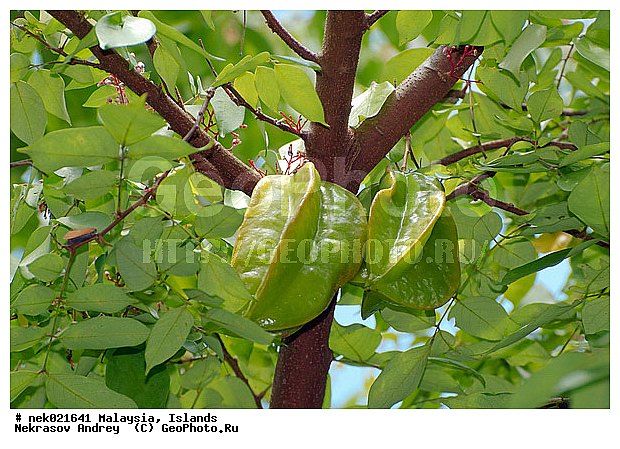 Averrhoa, Averrhoa carambola, ����������, ���������, ���������������, ���������, ��������, ����������, �����, ���������������, ��������, ������, ����-��������� ����, ������, ������, ���������, ���, ����, ������ ������, ���������, ����, ������, ������, ������ ����������, �������, �����, ����, ����, �������, �����������, ��������, ��������, ���������, ������, ������, ����������� �����, ����������� ����, ������ � �����, �����, ������ ��������, �����, ���������� ��������, ������� ��������, ������� ��������, �������������������� ��������, ���������� ��������, ������������, ������������, ����, �����, �����, �����, XYZ, ���������, Oxalidaceae, ���������, Averrhoa carambola