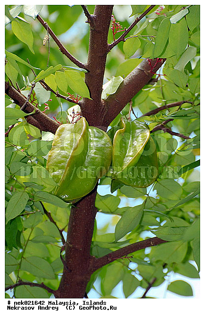 Averrhoa, Averrhoa carambola, ����������, ���������, ���������������, ���������, ��������, ����������, �����, ���������������, ��������, ������, ����-��������� ����, ������, ������, ���������, ���, ����, ������ ������, ���������, ����, ������, ������, ������ ����������, �������, �����, ����, ����, �������, �����������, ��������, ��������, ���������, ������, ������, ����������� �����, ����������� ����, ������ � �����, �����, ������ ��������, �����, ���������� ��������, ������� ��������, ������� ��������, �������������������� ��������, ���������� ��������, ������������, ������������, ������, �����, ����, �����, �����, �����, XYZ, ���������, Oxalidaceae, ���������, Averrhoa carambola