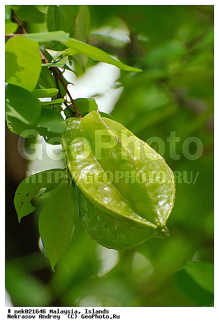 Averrhoa, Averrhoa carambola, ����������, ���������, ���������������, ���������, ��������, ����������, �����, ���������������, ��������, ������, ����-��������� ����, ���������, ������ ������, ���������, ����, ������, ������, ������ ����������, �������, �����, ����, �������, �����������, ��������, ��������, ���������, ������, ������, ����������� �����, ����������� ����, ������ � �����, �����, ������ ��������, �����, ���������� ��������, ������� ��������, ������� ��������, �������������������� ��������, ���������� ��������, ������������, ������������, ����, �����, �����, �����, XYZ, ���������, Oxalidaceae, ���������, Averrhoa carambola