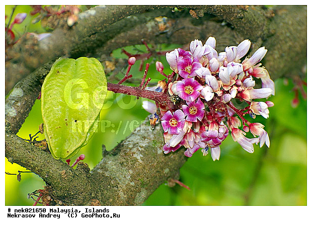 Averrhoa, Averrhoa carambola, ����������, ���������, ���������������, ���������, ��������, ����������, �����, ���������������, ��������, ����������� �����, ����������� ������, ������, ����-��������� ����, ���������, ������ ������, ���������, ����, ������, ������, ������ ����������, �������, �����, ����, �������, �����������, ��������, ��������, ���������, ������, ������, ����������� �����, ����������� ����, ������ � �����, �����, ������ ��������, �����, ���������� ��������, ������� ��������, ������� ��������, �������������������� ��������, ���������� ��������, ������������, ������������, ������, �����, ����, �����, �����, �����, XYZ, ���������, Oxalidaceae, ���������, Averrhoa carambola, ������, �����