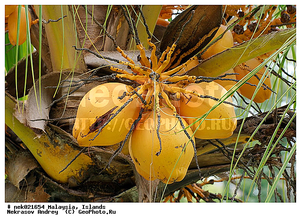Cocos, Cocos nucifera, ��������� ������, ��������, �����������, ���������, ����������, ����, ���������������, ��������, ������, ����-��������� ����, ���������, ������ ������, �����, ��������� ����, ����, ������, ����, ������, ������ ����������, �������, �����, �������, �����������, ������, ������, ����������� �����, ����������� ����, ������ � �����