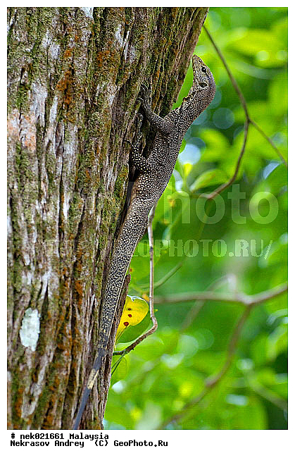 Lacertilia, Sauria, Squamata, Varanidae, Varanus, Varanus Merrem, �����, ������, ��������, �������� ��������, ��������� ������, ������������, ��������, ����������, ��������������, ������, ������, ��������, ����������, ����, �������, �������, ������, ���������, �����, ����� �������, ������, �������, �������, �������, ������ ������, �����, ��������, ��������, ����������, ������������, ������, ����������, ������, ������ ����������, ������ ������, �������, �����, ������, �������, ���������, ���������, ���������, �����������, ��������, ��������, ������, ������, �������, �����������, �����������, �����������, �����������, ������ � �����, �������������, �������������, �����, ������, ������, ������������, ��������, �����