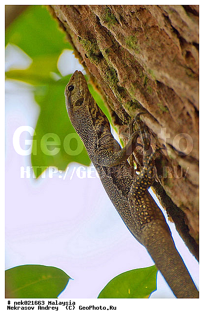 Lacertilia, Sauria, Squamata, Varanidae, Varanus, Varanus Merrem, �����, ������, ��������, �������� ��������, ��������� ������, ������������, ��������, ����������, ��������������, ������, ������, ��������, ����������, ����, �������, �������, ������, ���������, �����, ����� �������, ������, �������, �������, �������, ������ ������, �����, ��������, ��������, ����������, ������������, ������, ����������, ������, ������ ����������, ������ ������, �������, �����, ������, �������, ���������, ���������, ���������, �����������, ��������, ��������, ������, ������, �������, �����������, �����������, �����������, �����������, ������ � �����, �������������, �������������, �����, ������, ������, ������������, ��������, �����
