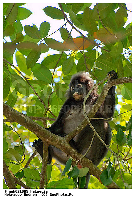 Animalia, Anthropoidea, Cercopithecidae, Cercopithecinae, Chordata, Colobinae, Euarchontoglires, Haplorhini, Macaca, Macaca , Macacus, Mammalia, Presbytis, Presbytis entellus, Primates, Primates Linnaeus, Simiae, haplorrhines, lungoor, primatis, ��������, �������� ��������, ������, �������, ������, ������������, ��������, ��������, �����������, �������������, ���������������, ����������, ������������, �����������, ������, �������, �������������, ���������, ��������� ��������, ������, ���������, ��������, ������, ���������, �����, ����� �������, ������ ������, �����, ��������, ��������, ����������, �����, ������, ������������, ������, ����������, ��������, ���������, ��������, ������, ������ ����������, �������, �����, ������, �������, ���������, ���������, ���������, �����������, ������, ������, �������, �����������, �����������, �����������, �����������, ������ � �����, �������������, �������������, �����, ������, ������, ������������, ��������, ��������, ��������, �������������, �������������, �����, �����, XYZ, �����������, Cercopithecidae, ������� ��������, Trachypithecus obscurus, Semnopithecus obscurus, Presbytis obscurus