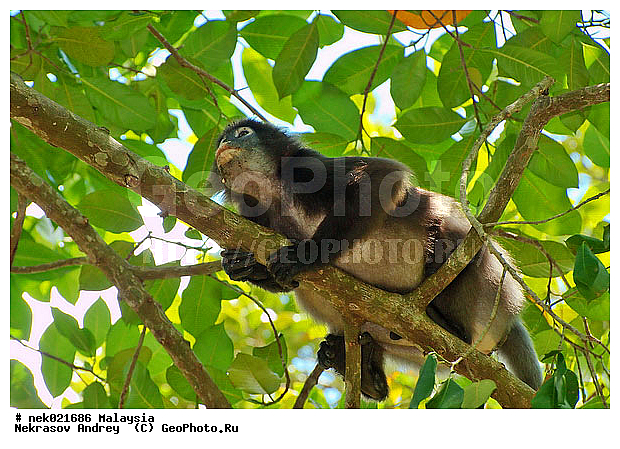 Animalia, Anthropoidea, Cercopithecidae, Cercopithecinae, Chordata, Colobinae, Euarchontoglires, Haplorhini, Macaca, Macaca , Macacus, Mammalia, Presbytis, Presbytis entellus, Primates, Primates Linnaeus, Simiae, haplorrhines, lungoor, primatis, ��������, �������� ��������, ������, �������, ������, ������������, ��������, ��������, �����������, �������������, ���������������, ����������, ������������, �����������, ������, �������, �������������, ���������, ��������� ��������, ������, ���������, ��������, ������, ���������, �����, ����� �������, ������ ������, �����, ��������, ��������, ����������, �����, ������, ������������, ������, ����������, ��������, ���������, ��������, ������, ������ ����������, �������, �����, ������, �������, ���������, ���������, ���������, �����������, ������, ������, �������, �����������, �����������, �����������, �����������, ������ � �����, �������������, �������������, �����, ������, ������, ������������, ��������, ��������, ��������, �������������, �������������, �����, �����, XYZ, �����������, Cercopithecidae, ������� ��������, Trachypithecus obscurus, Semnopithecus obscurus, Presbytis obscurus